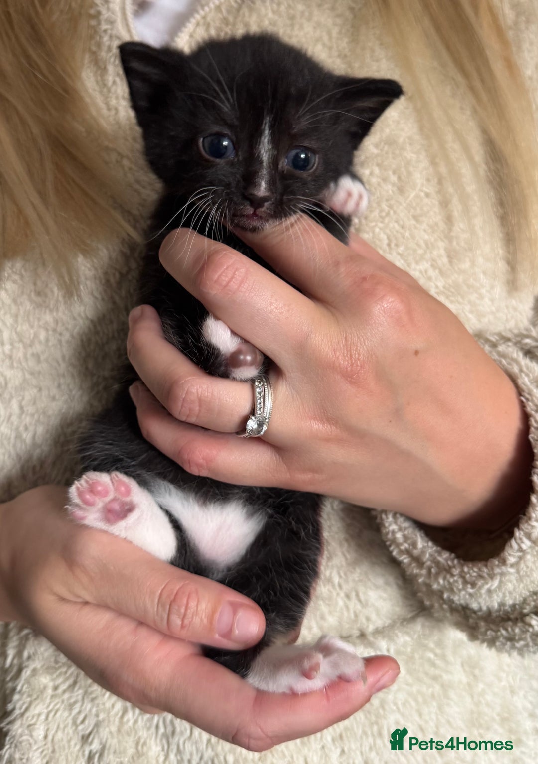 Domestic Shorthair cats for sale: Kittens - Image 7