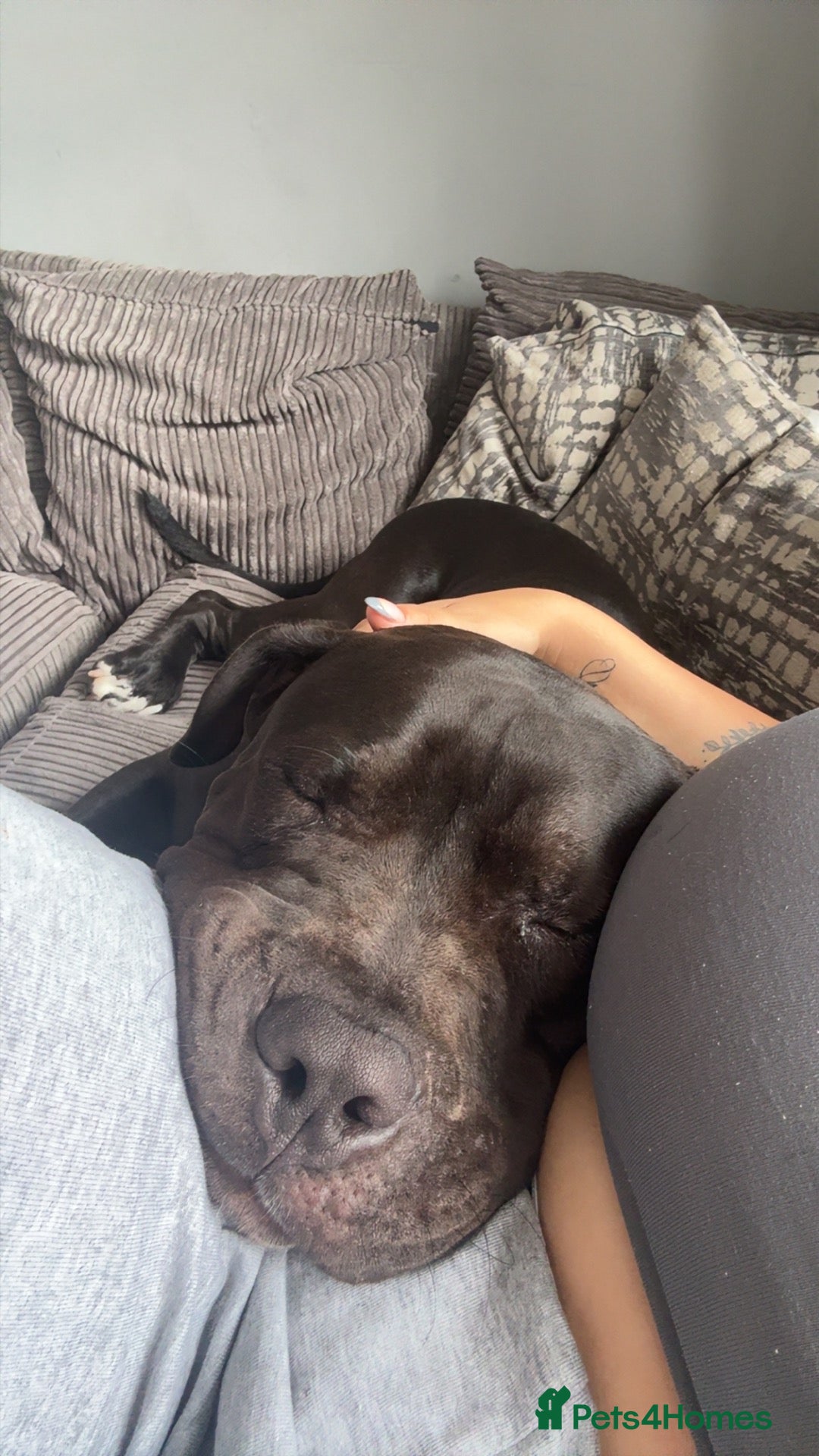 Mixed Breed dogs for sale: Kilo  - Advert 14