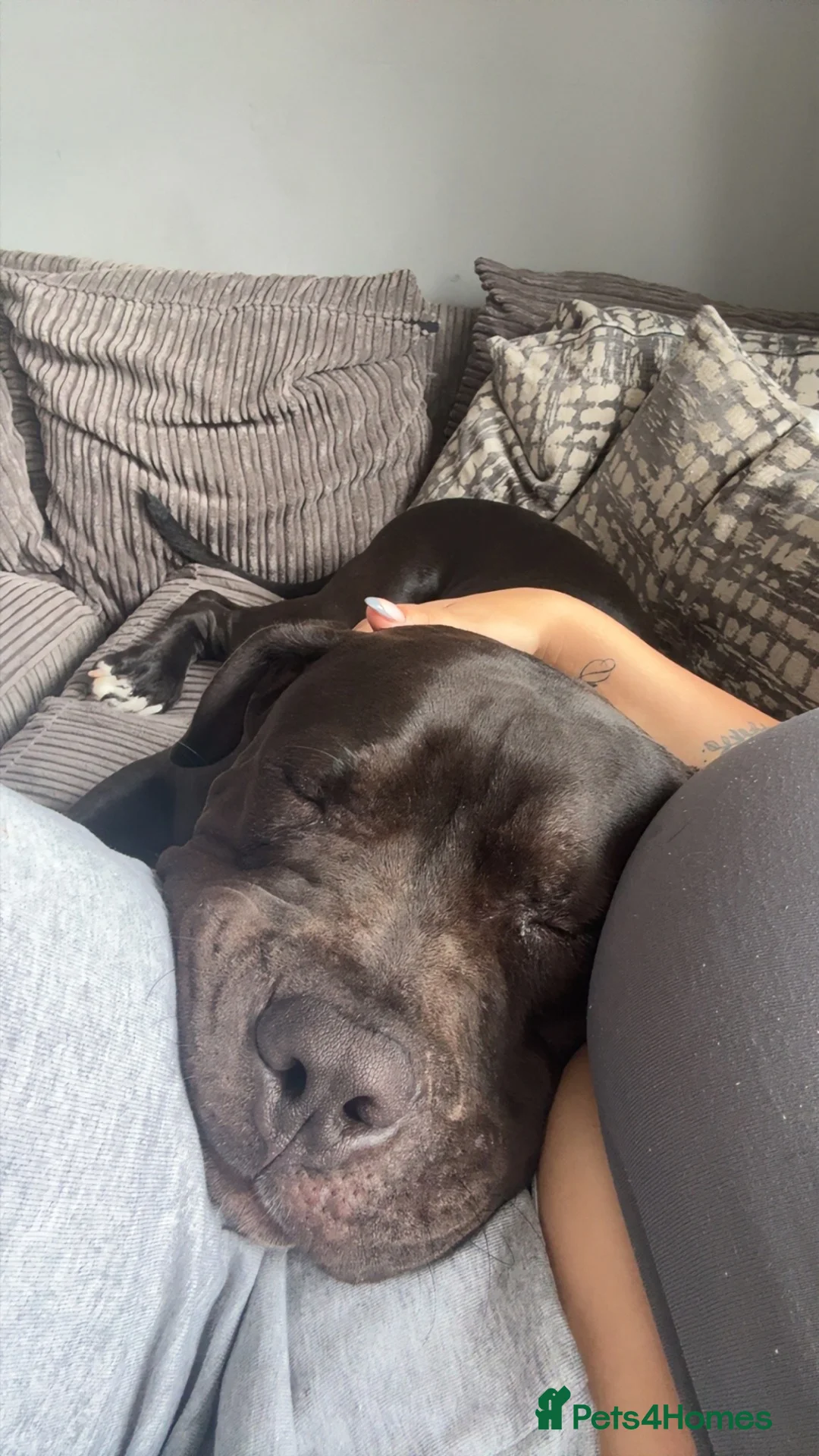 Mixed Breed dogs for sale: Kilo  - Advert 1