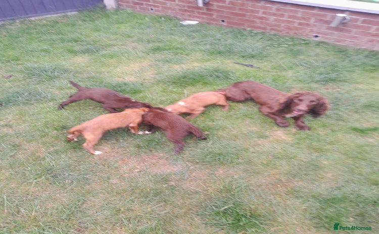 Cocker Spaniel dogs - Advert 4