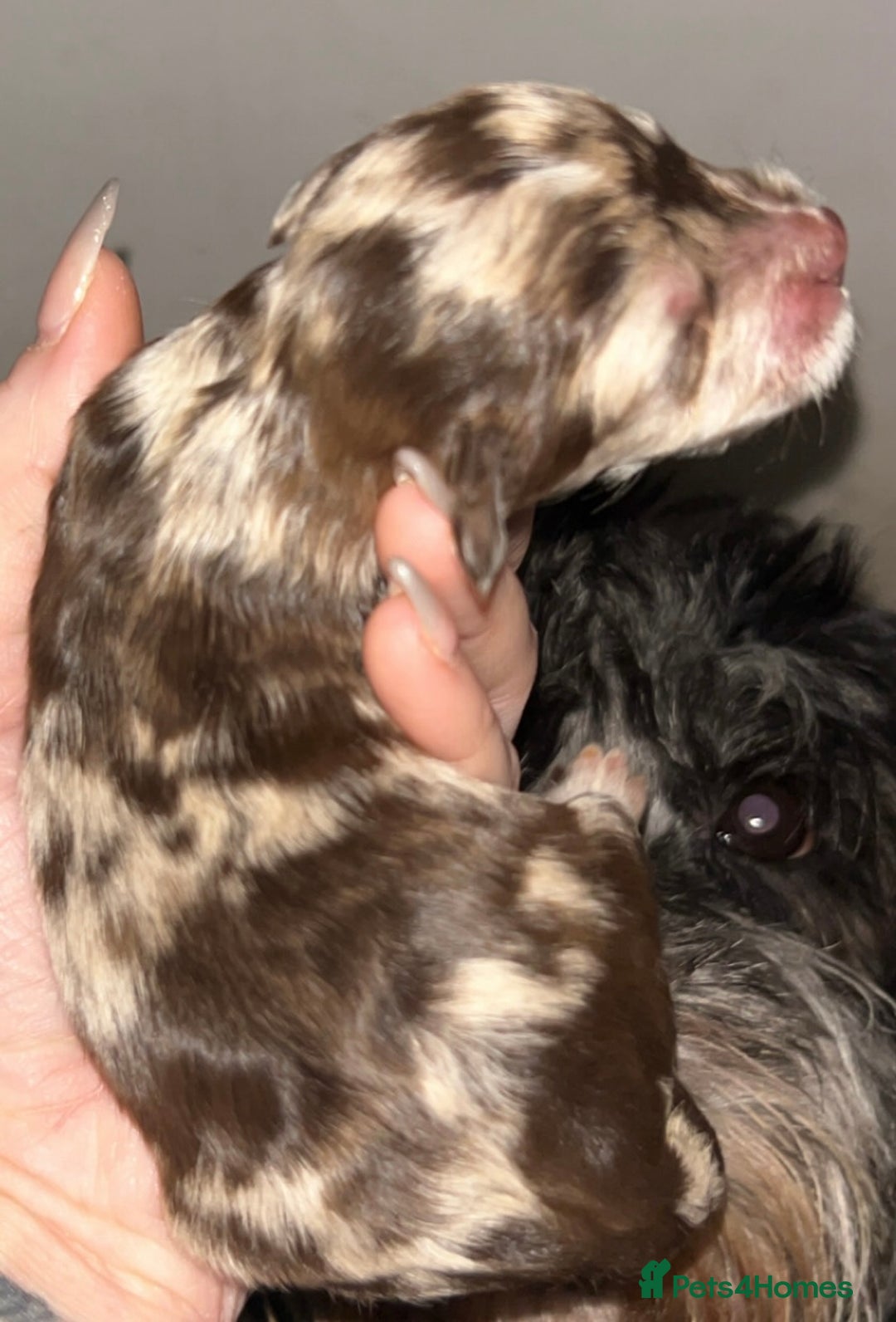 Cockapoo dogs for sale: Beautiful F2s Cockapoo puppies 🏡🐶  - Advert 11