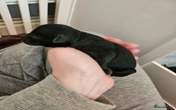 Cavapoo dogs for sale: Gorgeous F1b Toy Cavapoo Babies   - Image 9