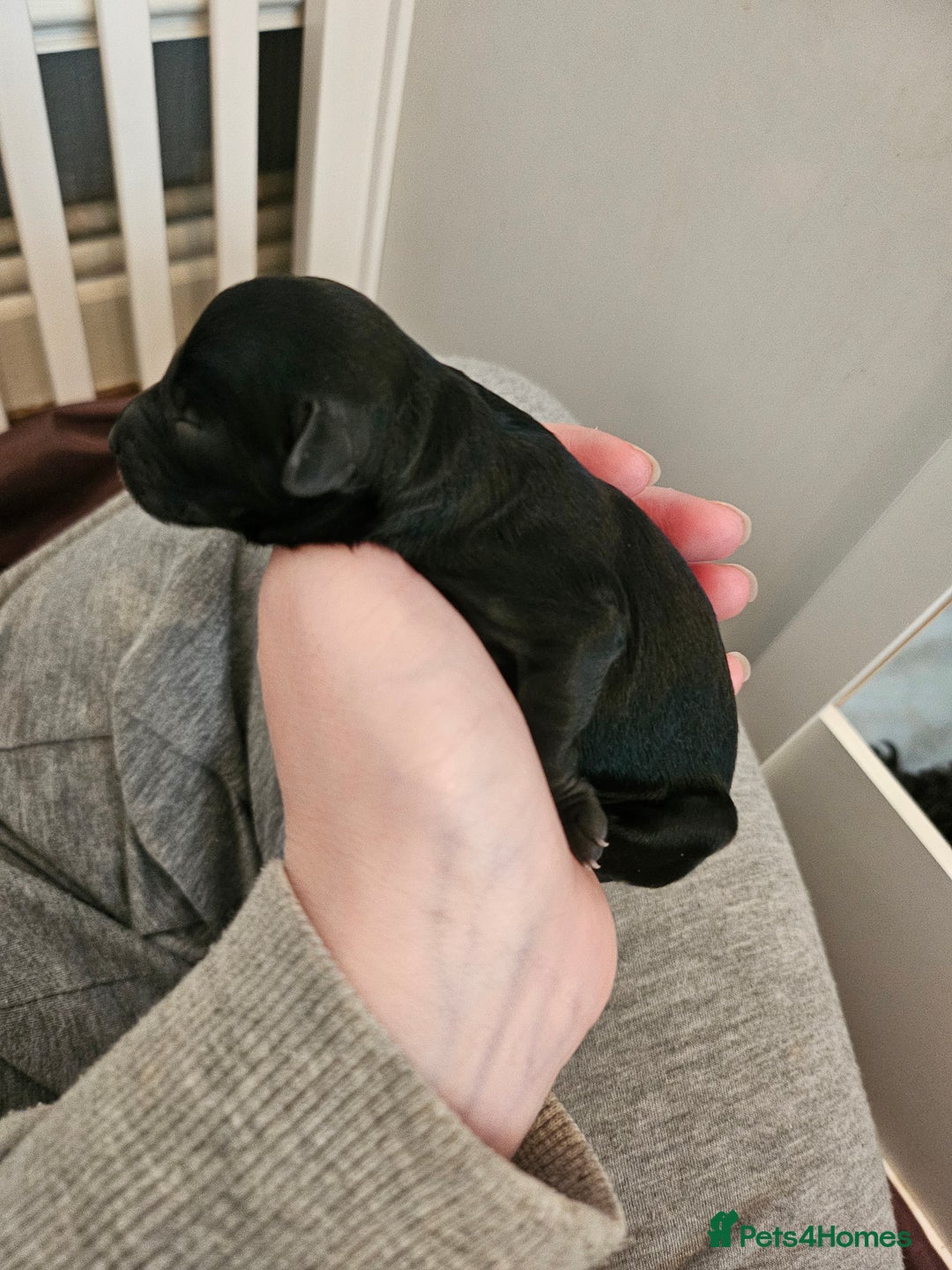 Cavapoo dogs for sale: Gorgeous F1b Toy Cavapoo Babies   - Image 9