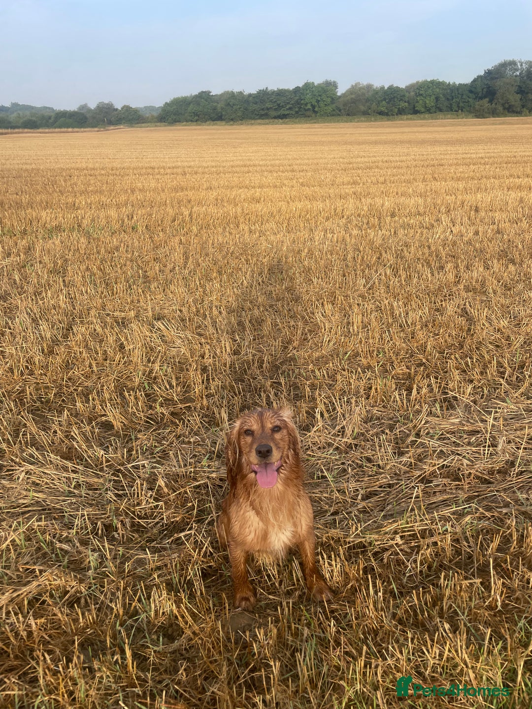Cocker Spaniel dogs for stud: *KC HEALTH TESTED WORKING COCKER SPANIEL FOR STUD* in Darlington - Advert 10