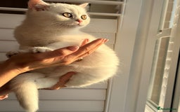 British Shorthair cats for sale: Gorgeous White British Shorthair Girl  - Image 15