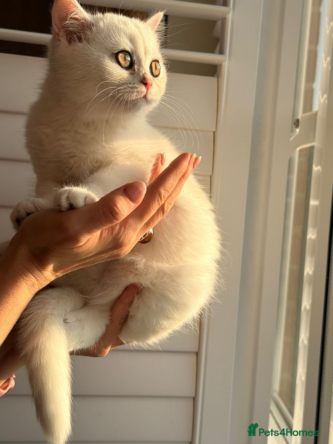 British Shorthair cats for sale: Gorgeous White British Shorthair Girl  - Image 15