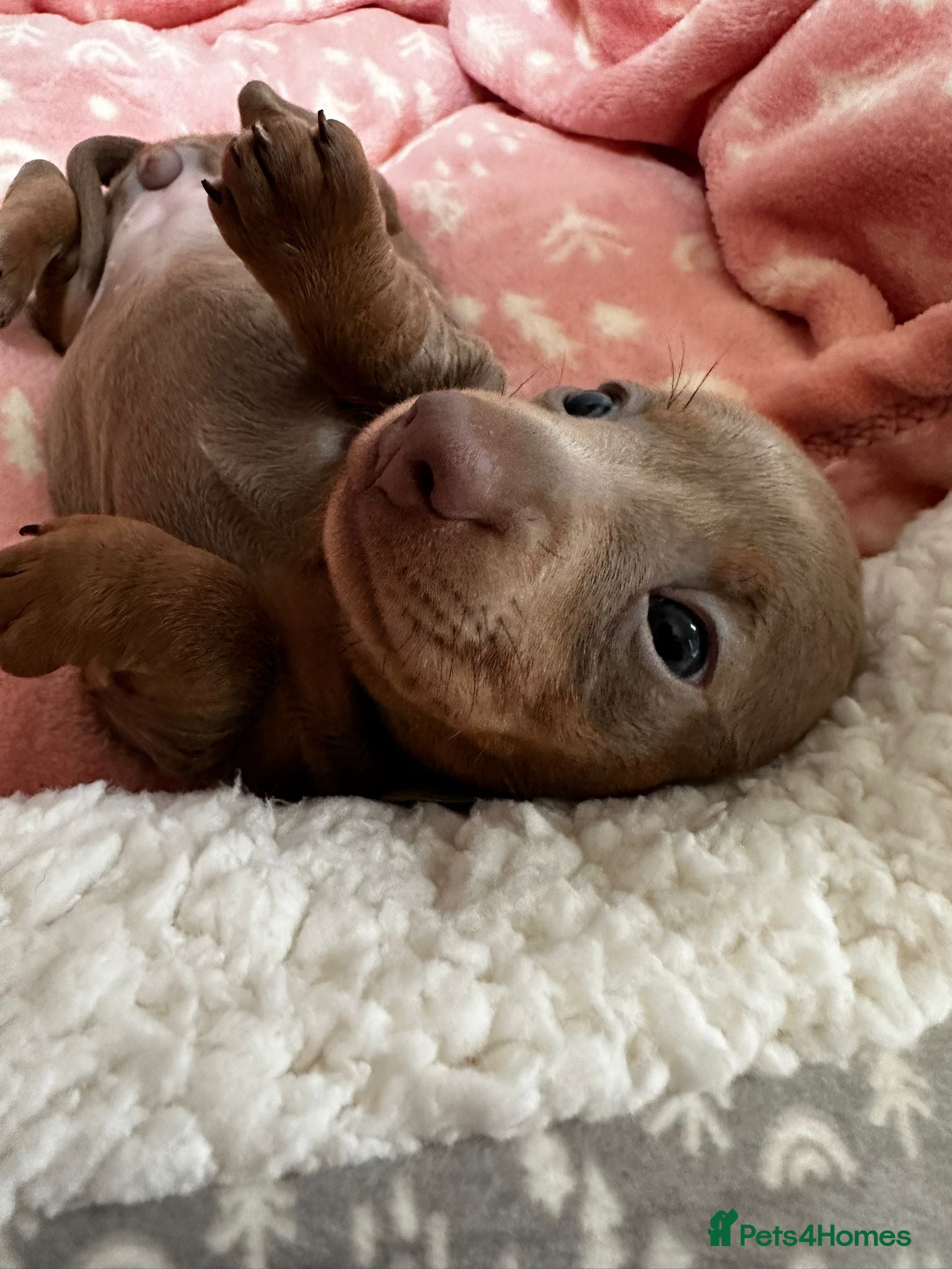Miniature Dachshund dogs 5 Isabella and Tan puppies ready to go 10th July - Advert 1