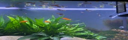 Live Bearers fish for sale: Guppy's endlers / molly & swords  - Advert 6