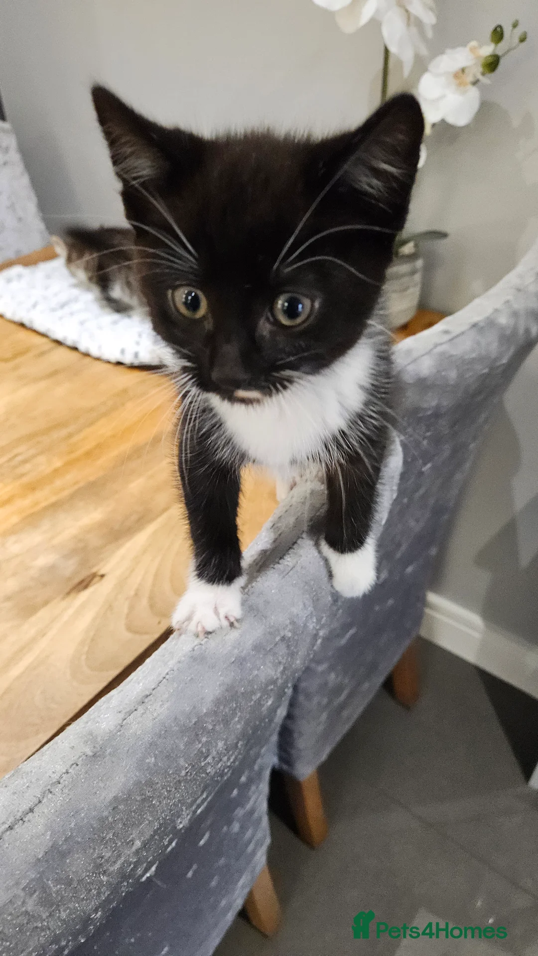 Mixed Breed cats for sale: Kittens 11 weeks old x3 - Advert 10