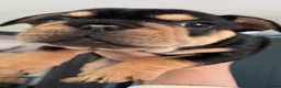 French Bulldog dogs for sale:  Stunning KC Registered French Bulldog Puppies 🐶 - Advert 6