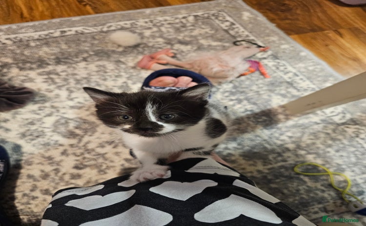 Mixed Breed cats - Advert 1