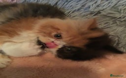 Persian cats for sale: GCCF Registered Persian Female  - Image 5