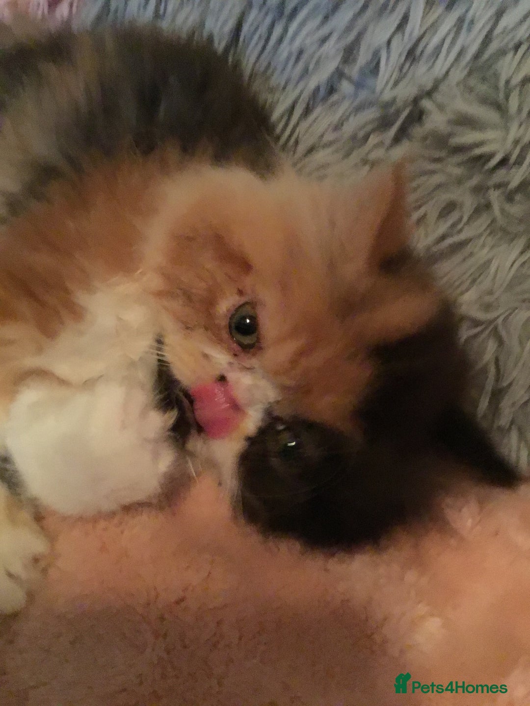 Persian cats for sale: GCCF Registered Persian Female  - Image 5