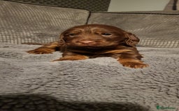 Sprocker dogs for sale: My lady has had beautiful 3 sprocker spaniel pups  - Image 5