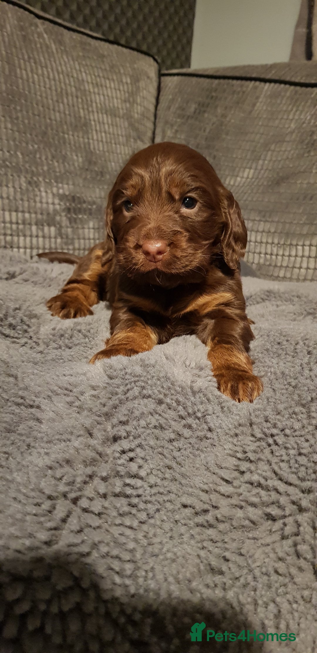 Sprocker dogs for sale: My lady has had beautiful 3 sprocker spaniel pups  - Image 5