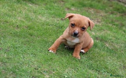 Jack Russell dogs for sale: Beautiful Jack Russell Puppies - Image 19