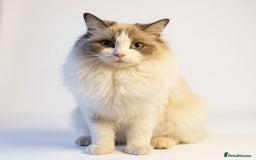 Ragdoll cats for sale: GCCF Champion Line ragdolls kitten  - Advert 10