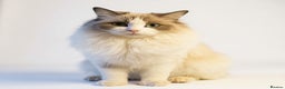 Ragdoll cats for sale: Last GCCF Champion Line ragdolls kitten  - Advert 10