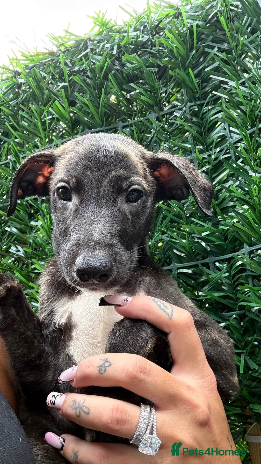 Whippet dogs for sale: WHIPPET PUPPIES  - Advert 40