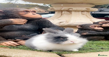 Lionhead rabbits Gorgeous Lionhead Rabbits Looking for Loving Homes - Advert 11