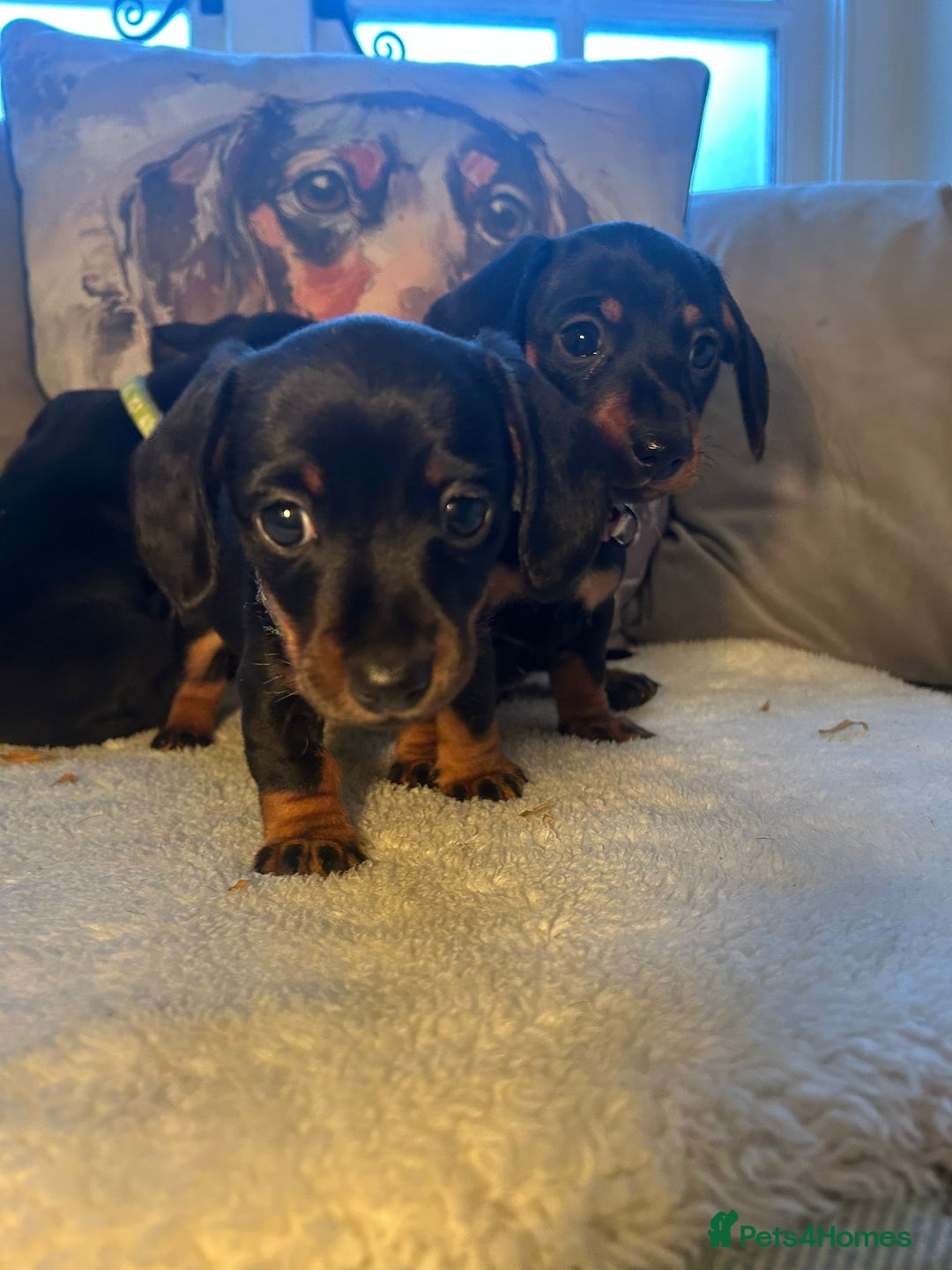 Miniature Dachshund dogs for sale: Beautiful Very Miniature Dachshunds - Advert 8