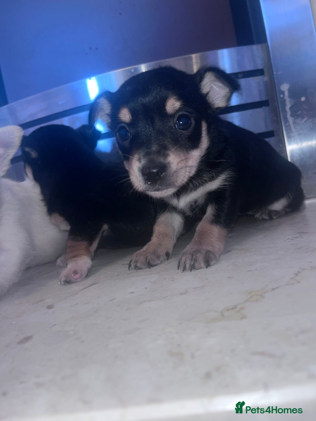 Chorkie dogs for sale: Chorkie  - Advert 2