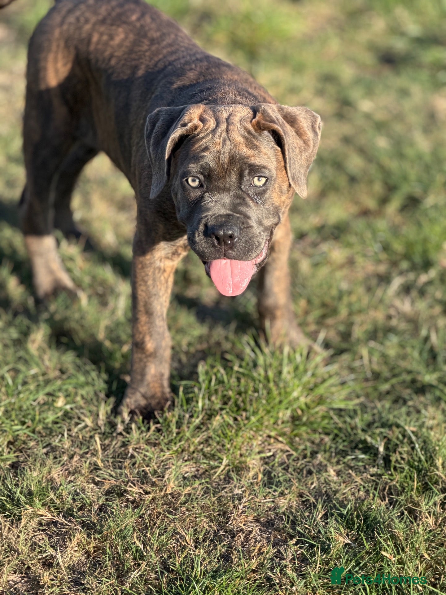 Cane Corso dogs IKC/FCI❤️Two beautiful Females❤️ - Advert 1