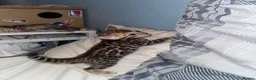 Bengal cats for sale: Pure bengal  - Advert 19