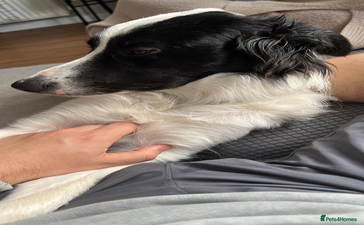 Border Collie dogs - Advert 1
