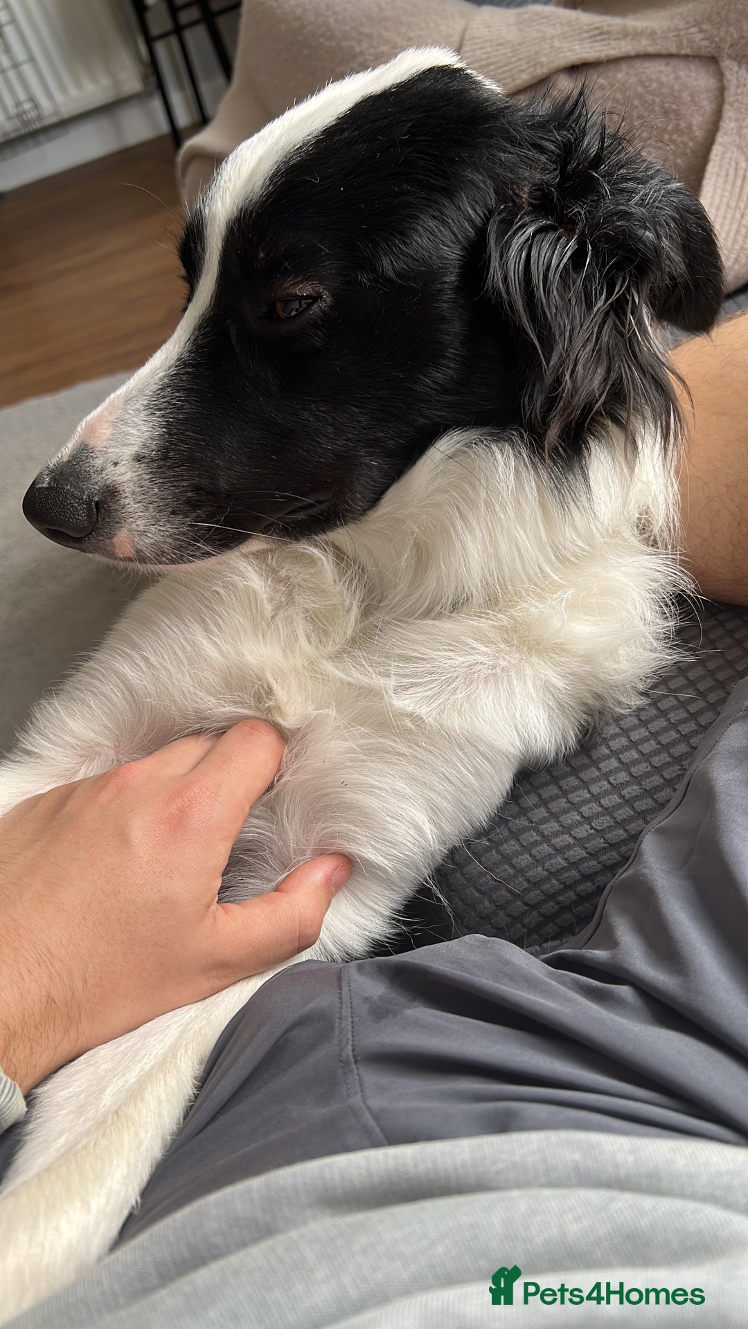 Border Collie dogs for sale: Male boteder collie nearly 1. Max - Image 1