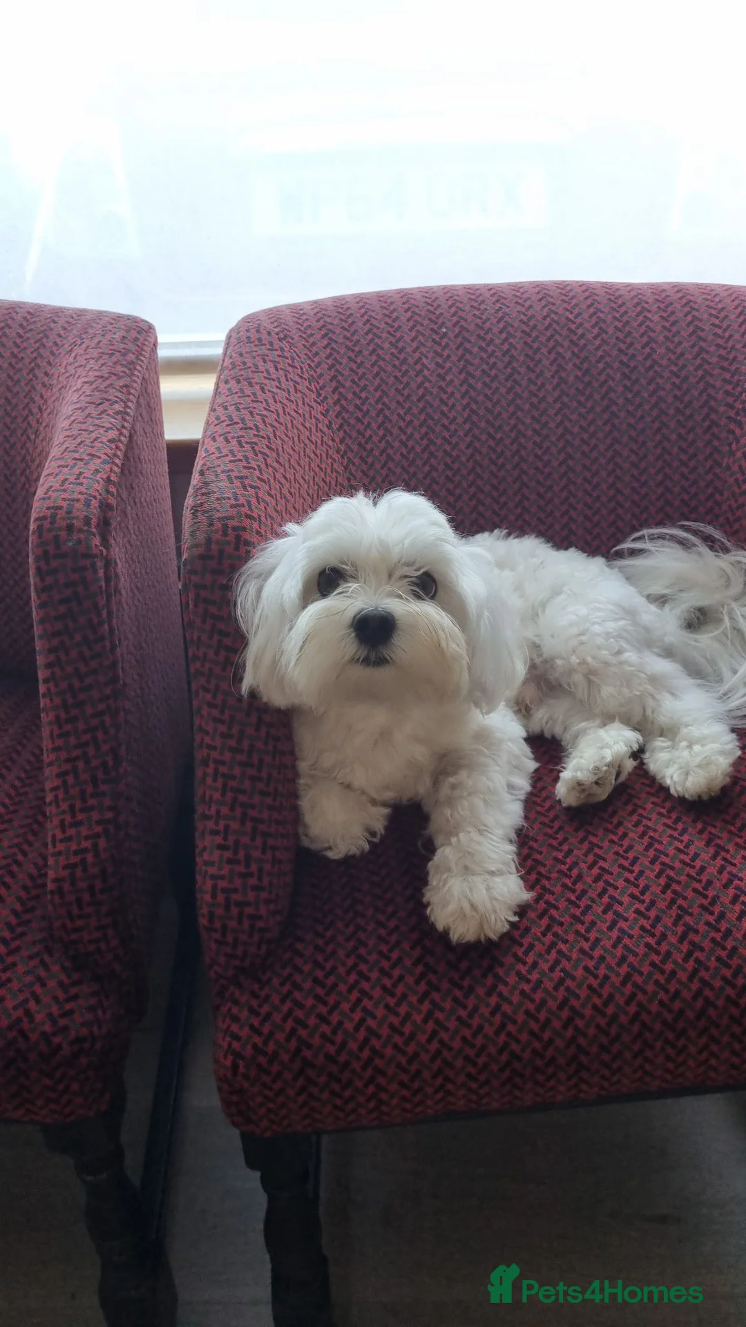 Maltese dogs for sale: Pure high quality Maltese pupies  - Advert 2