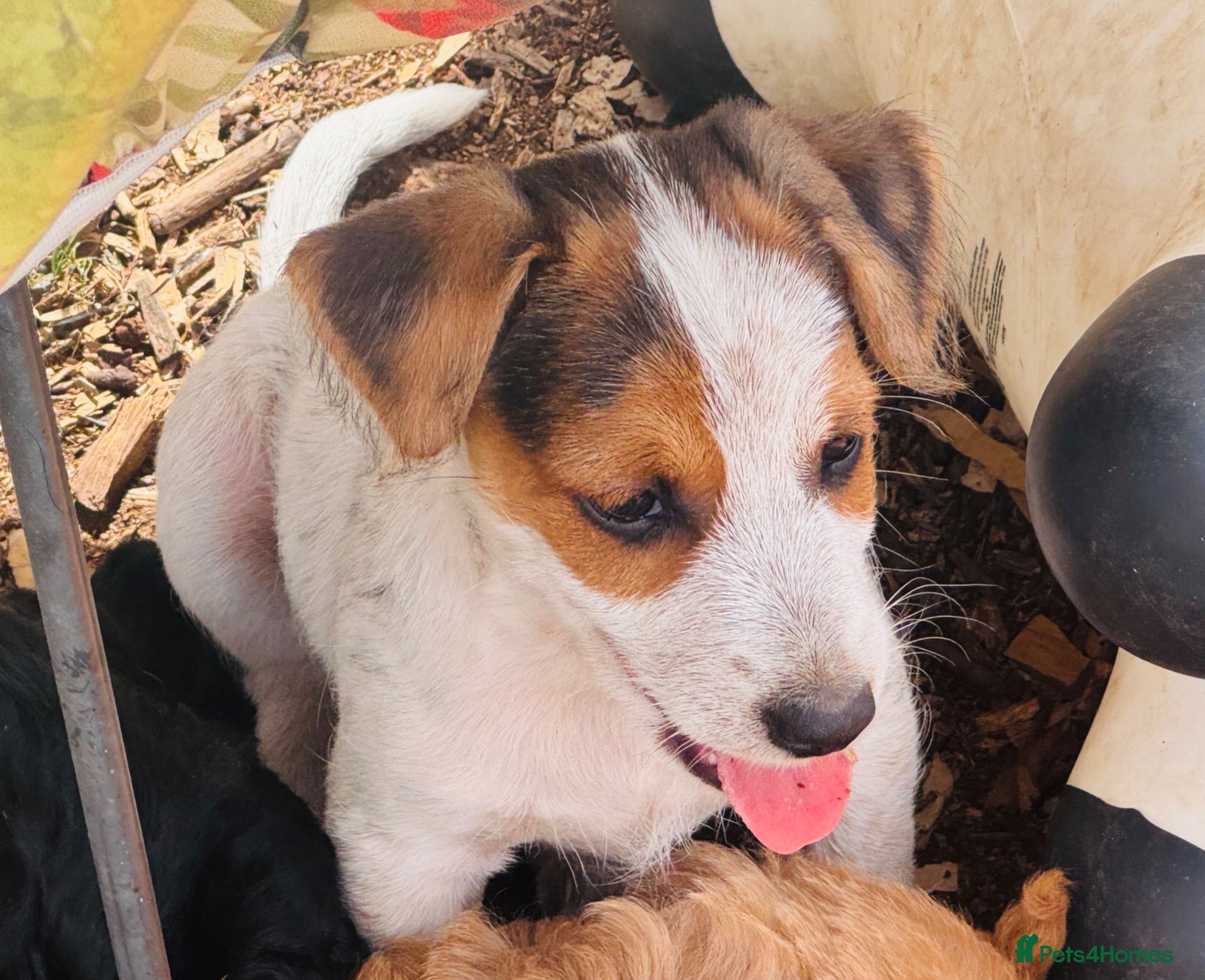 Jack Russell dogs A good Old Fashioned JR ❤️ - Advert 2
