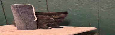 Tortie girl 