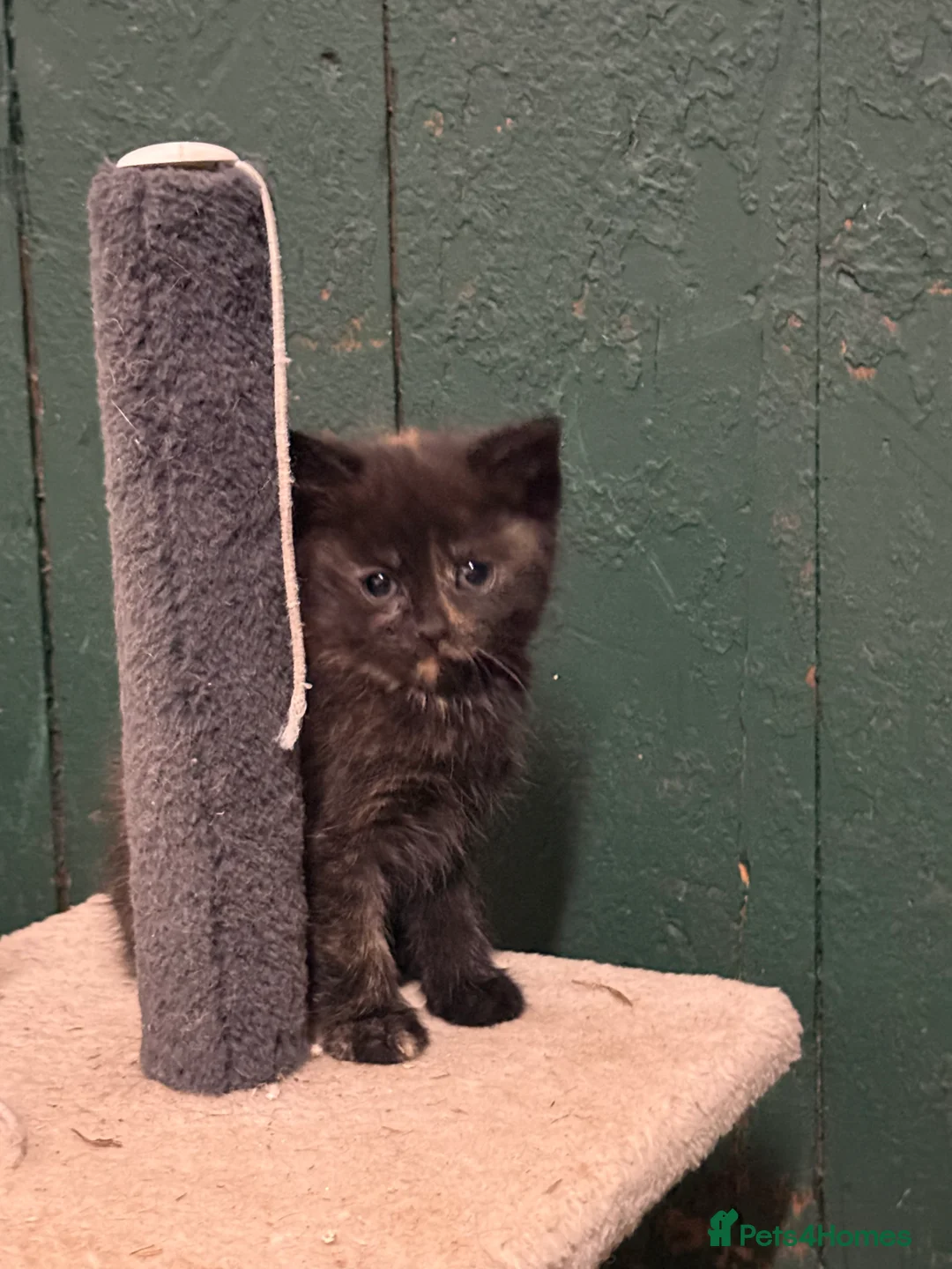 Mixed Breed cats for sale: Beautiful Fluffy Kittens - Advert 2