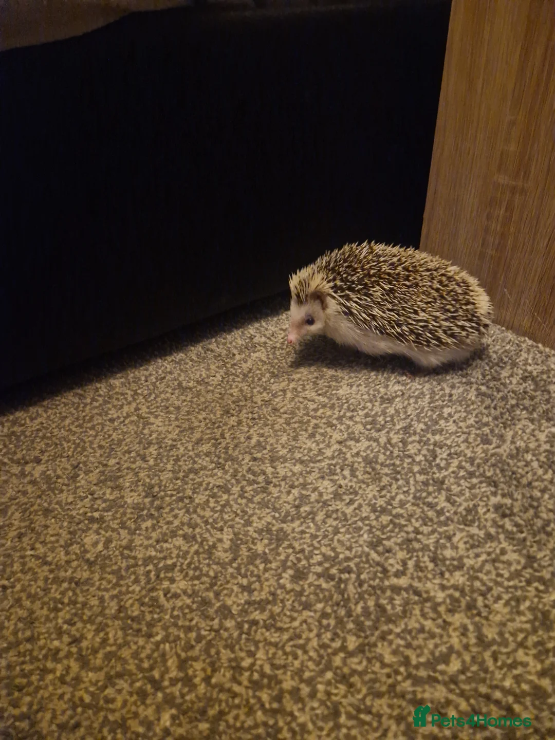 Mixed Breed reptiles for sale: African pygmy hedgehog - Advert 5
