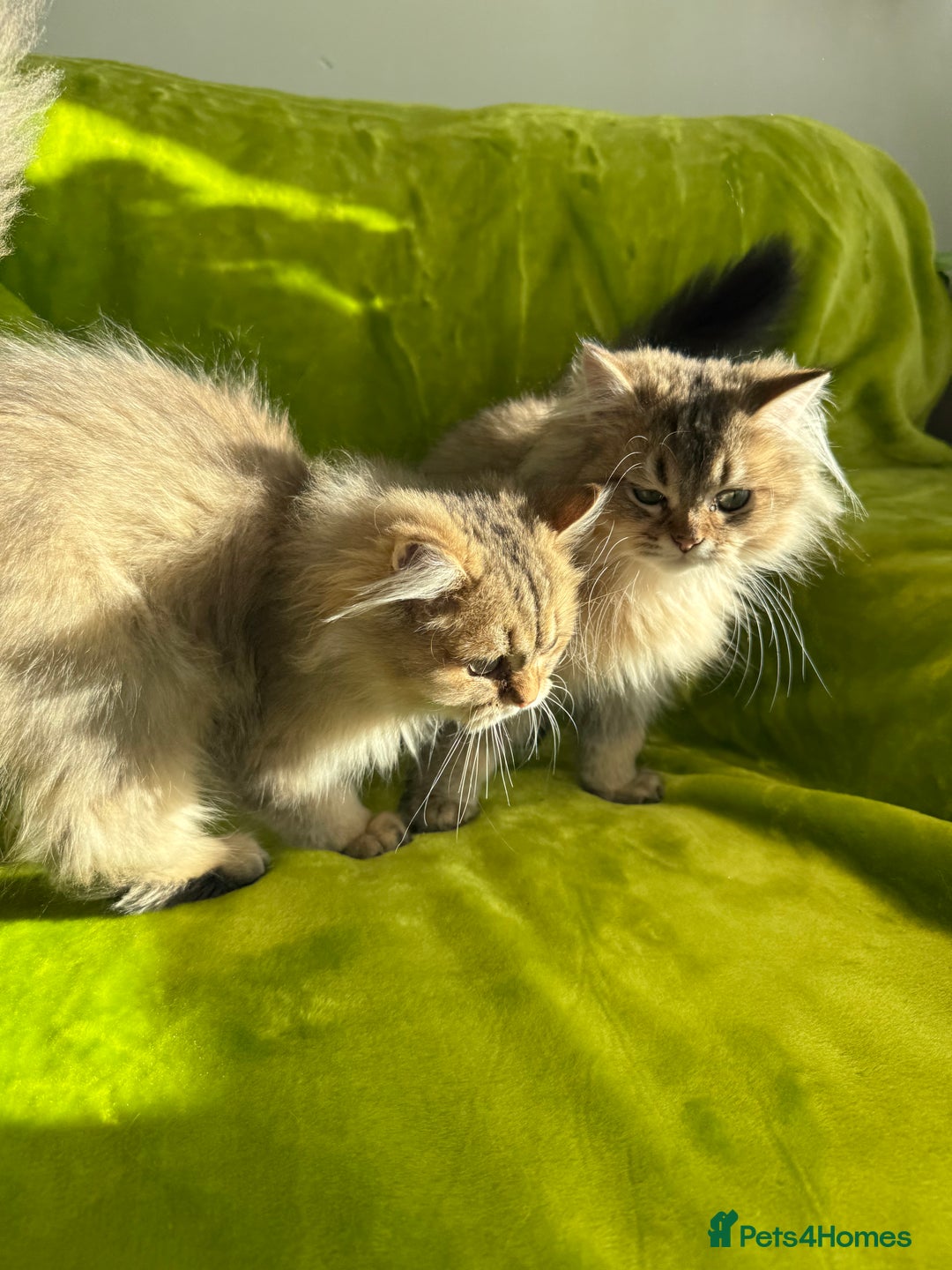 British Longhair cats for sale: Last British Longhair kitten  - Advert 9