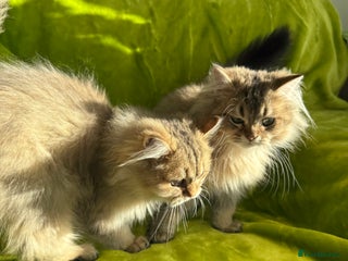 British Longhair cats - Advert 4