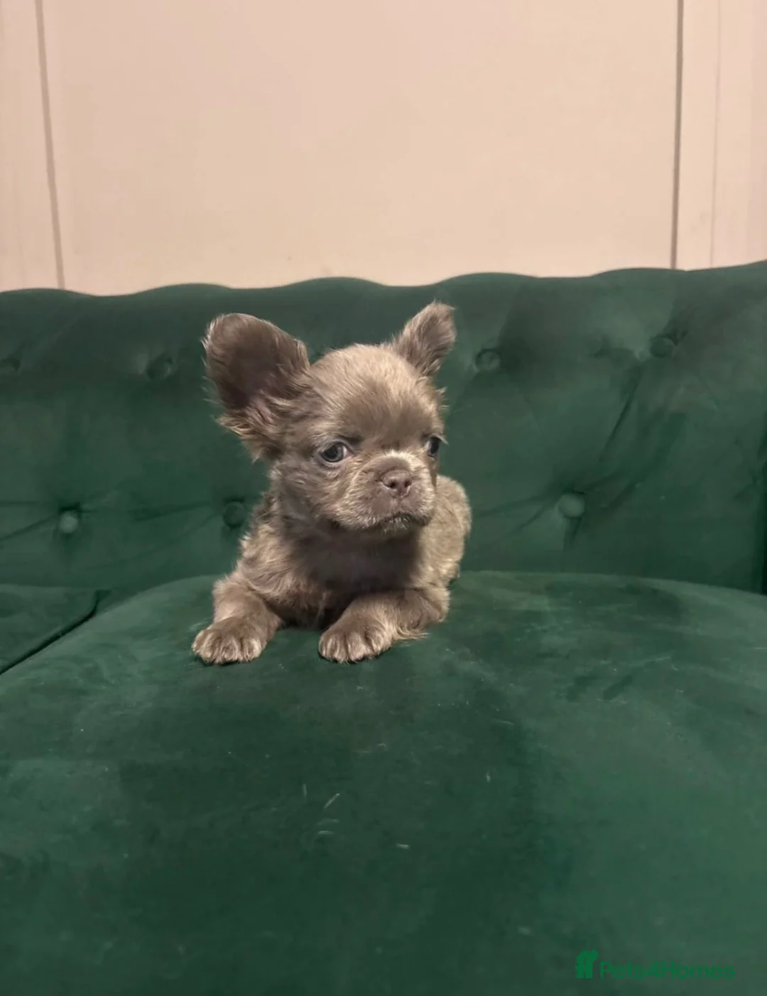 French Bulldog dogs for sale: RARE PINK/FULL FLUFFY FRENCH BULLDOGS in Morden - Advert 2
