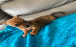 Chihuahua dogs for sale: Chihuahua boy puppy  - Image 4