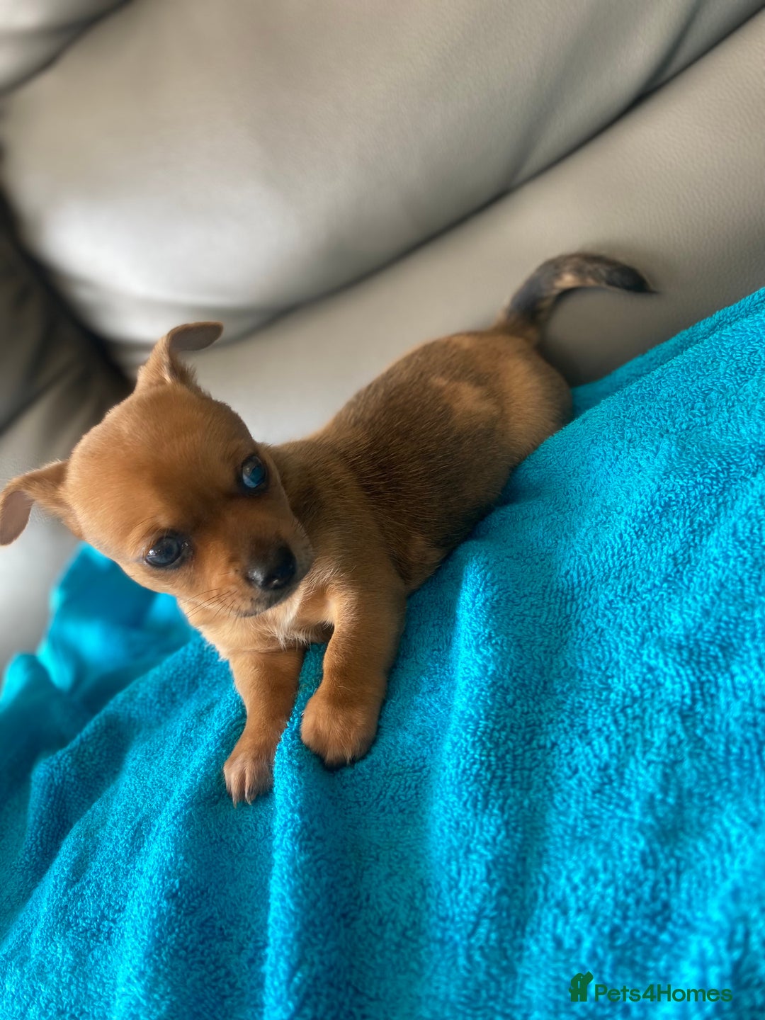 Chihuahua dogs for sale: Chihuahua boy puppy  - Image 4