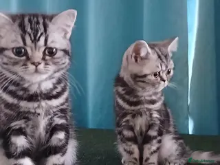 British Shorthair cats Bsh. Silver Classic Tabby . - Advert 17