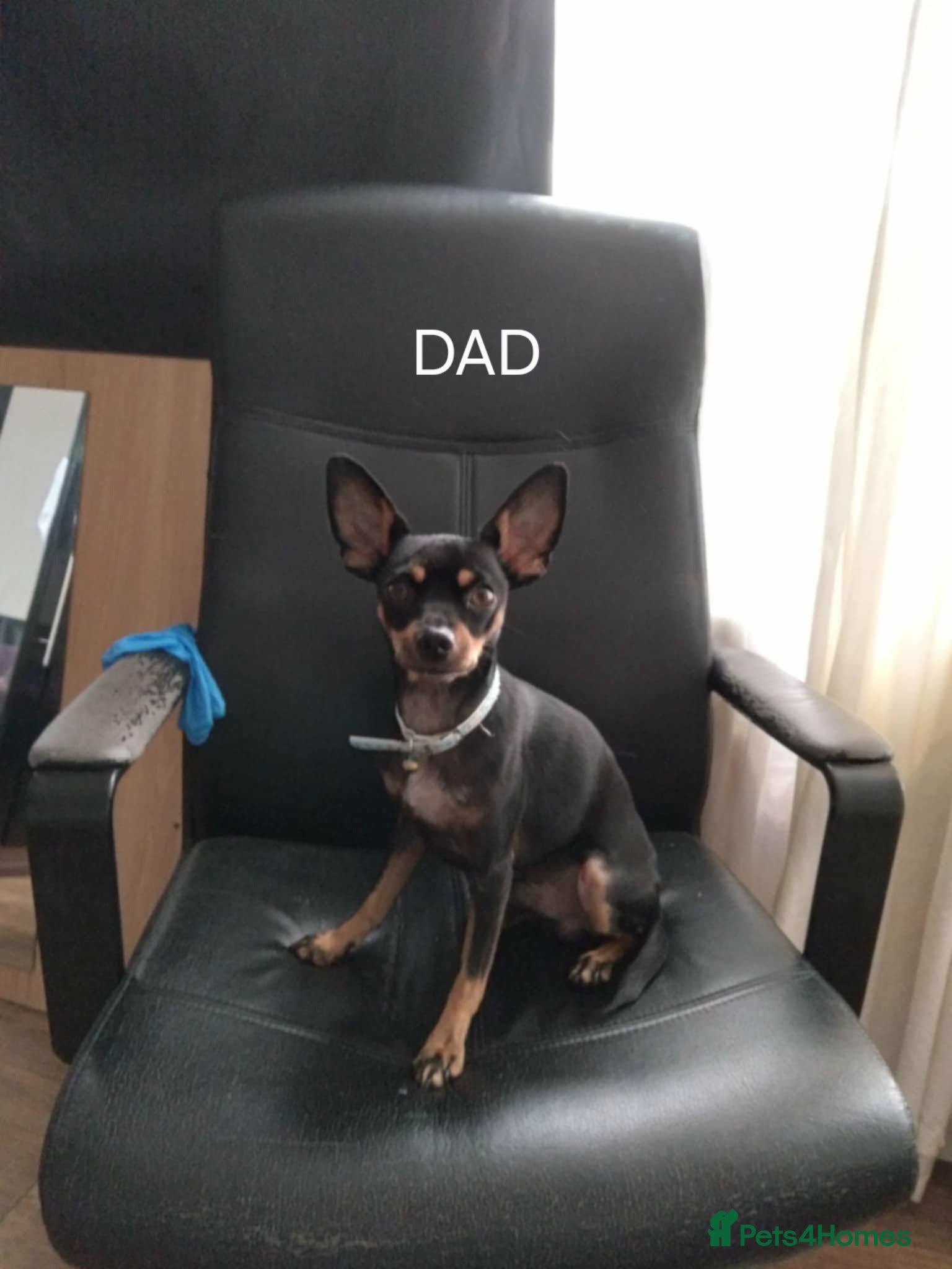 Miniature Pinscher dogs For Sale  - Advert 2