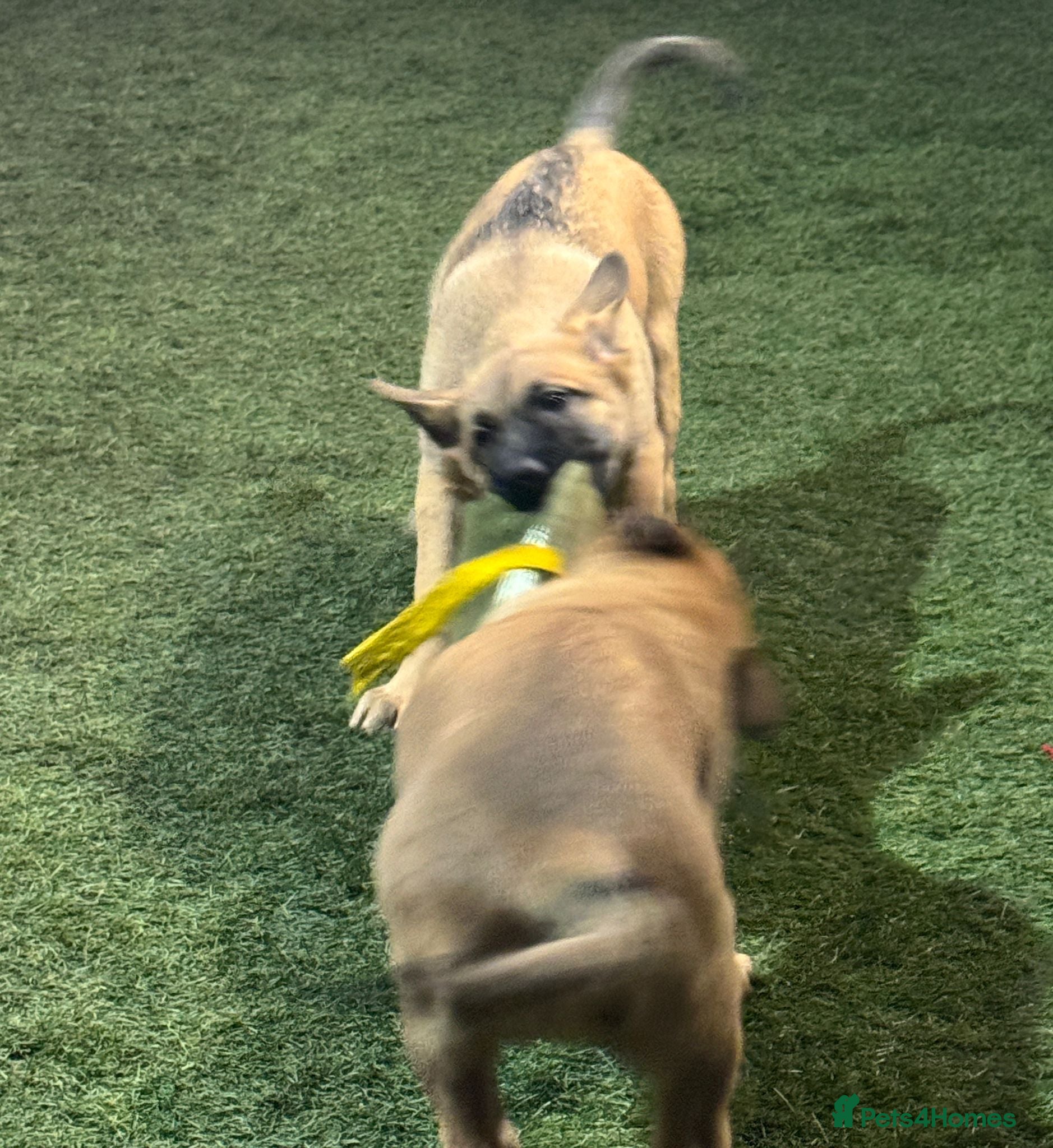 Belgian Shepherd Dog dogs 2 Girls Left READY NOW Belgian Malinois Pups  - Advert 2