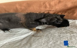 Guinea Pig rodents for sale: Well handled skinny pigs.  - Image 2