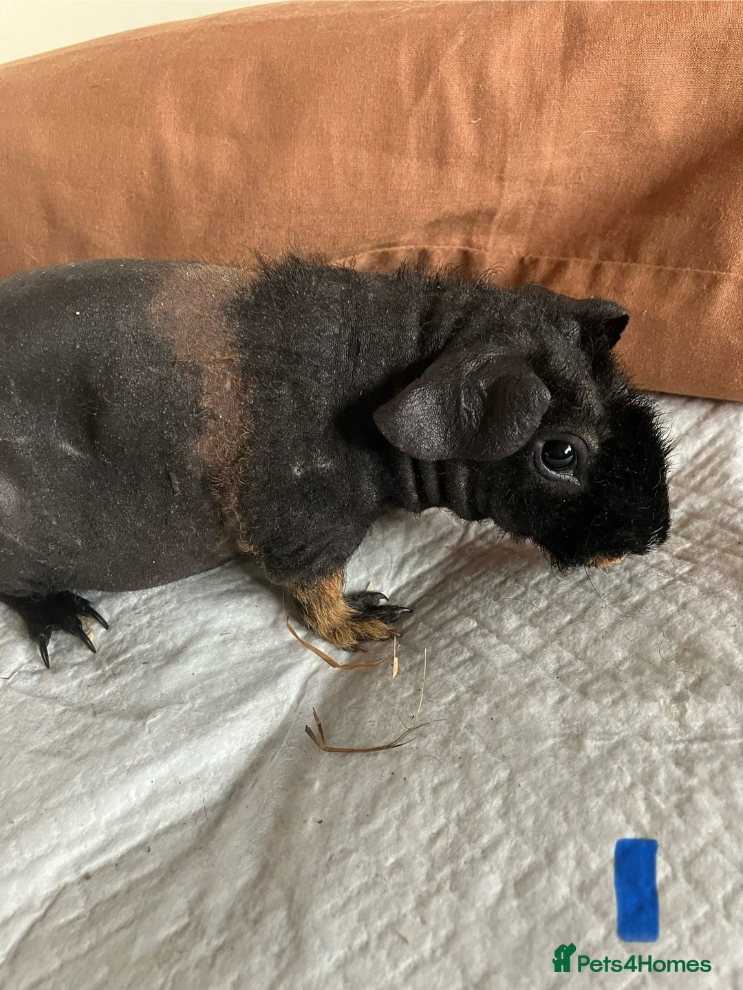 Guinea Pig rodents for sale: Well handled skinny pigs.  - Image 2
