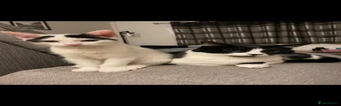 Murphy 