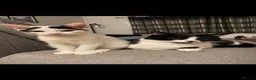 British Shorthair cats for sale: Mittsy and Murphy, perfect pair for rehoming  in Bolton - Advert 9