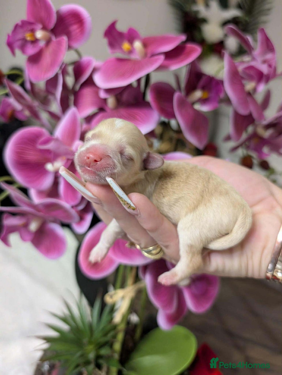 Maltipoo dogs for sale: 💫EXCEPTIONAL LUXURY F1 MALTIPOO PUPPIES🩷🩵🩷 - Advert 9