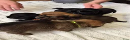 Mixed Breed dogs for sale: Jack Tzu Puppies - Advert 13