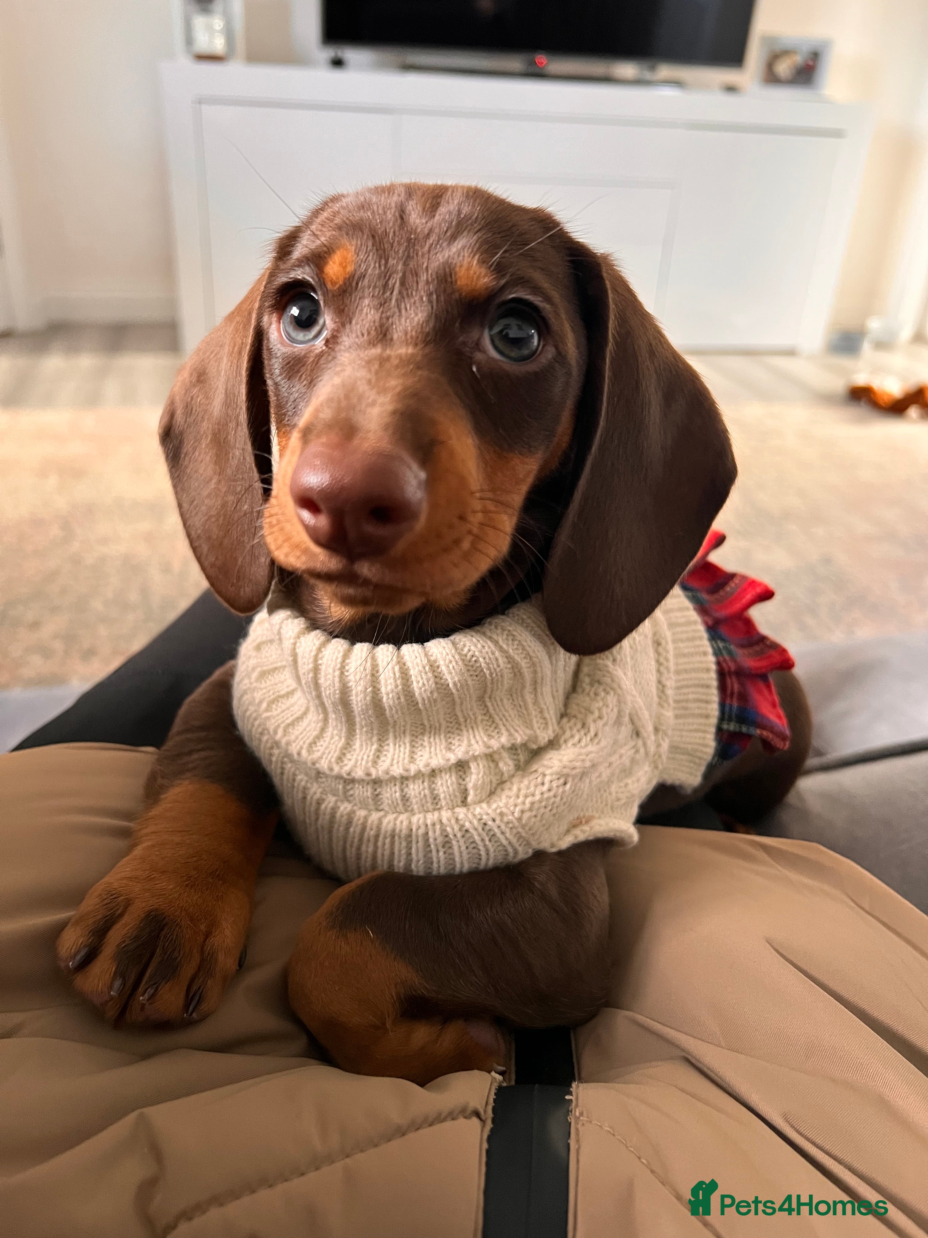 Dachshund dogs Adorable 12-Week-Old Brown & Tan Dachshund - Advert 2
